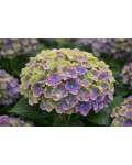 Hydrangea macrophylla Rembrandt® Vibrant Verde